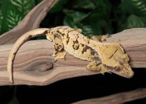 crested-gecko-Ap72c.jpg