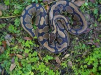 17-Proven breeder het Pied female #152 1800 gm $430.00.jpg