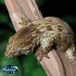 Leachianus-gecko-Le21T.jpg