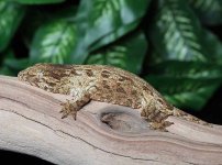 Leachianus-gecko-Le21b.jpg