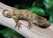 Leachianus-gecko-Le21c.jpg