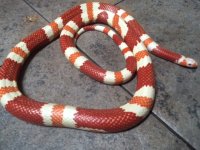 Albino male.jpg