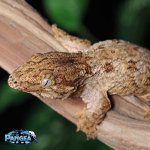 leachianus-gecko-Le20T.jpg