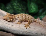 leachianus-gecko-Le20b.jpg