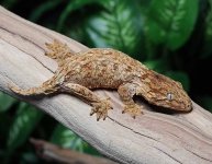 leachianus-gecko-Le20c.jpg