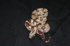 IMG_2115.jpg