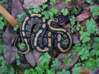 111-2016  het unnamed codom axanthic morph male #1 90 gm $50.00.jpg