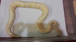 Snakes 8 Roger.jpg