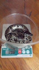 Snakes 7 Charles Xavier.jpg