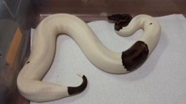 Snakes 10 Tiamat.jpg