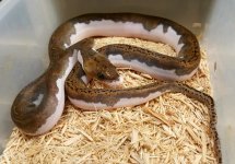 B-046 Pied Female.jpg