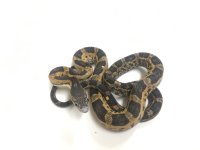 SCALELESS TEXAS RATSNAKE- FEMALE #2015F08 .jpg