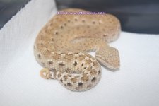 IMG_2313.jpg
