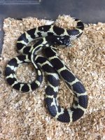 california kingsnake.jpeg