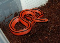 bamboo rat snake.jpg