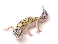 MACK SNOW LEOPARD GECKO- #15F04G18-1 .jpg