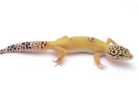 HYPO LEOPARD GECKO- #15F04C8-3 .jpg