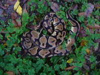 18-2013 Pastel female #1 900 gm $120.00.jpg