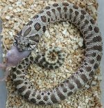 Tiger Het Albino Female.jpg