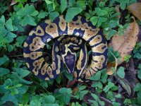 1-2016 Pastel male #1 100 gm $40.00.jpg