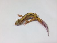 BOLD BELL W:Y LEOPARD GECKO - #M-S2-82516-01.jpg