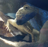 mooch.png