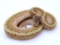 SUPER ENCHI SPINNER BALL PYTHON - MALE #2016M01 .jpeg