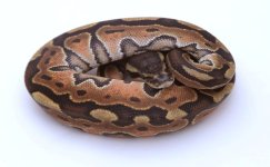 SUPER ENCHI CINNAMON.jpeg