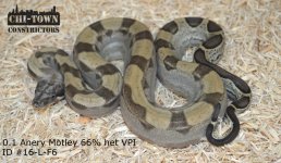 AneryMotley16-L-F6.jpg