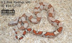 PPVPI16-L-F10NEW.jpg