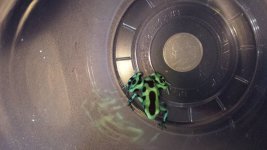 Auratus.jpg