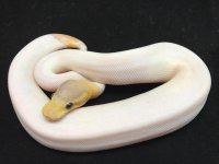 1.0 cg cinny pied.jpg