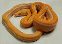B-048 White G -Stripe Female.jpg