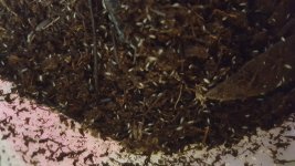 Springtails.jpg