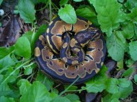 69-2016 het Albino female #2 100 gm $95.00.jpg