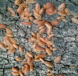 orange isopods.jpg