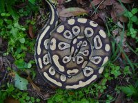 24-2014 Mojave male #1 700 gm $180.00.jpg
