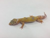 SUNGLOW ALBINO BELL.jpg
