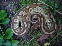 26-2013 Mojave female #1 1000 gm $475.00.jpg