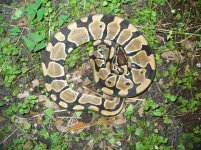 Adult male #128 700 gm $35.00.jpg
