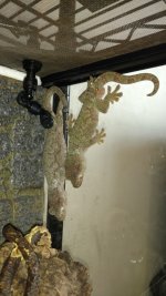 gecko pair 1 pic 1.jpg