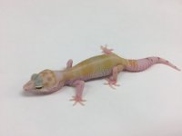 SUNGLOW ALBINO TREMPER.jpg