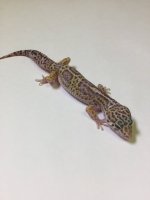 MACK SNOW TREMPER ALBINO.jpg