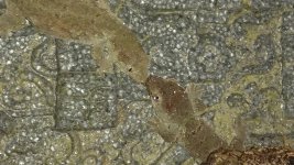 gecko pair 1 pic 2.jpg
