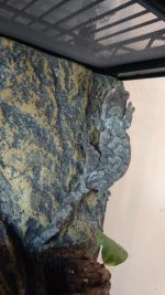 gecko pair 1 pic 4.jpg