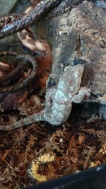 gecko pair 1 pic 3.jpg