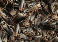 mass-of-adult-male-dubia-roaches.png