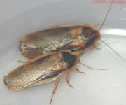 mal;e dubia roach.jpg