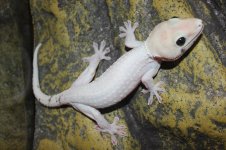 Lucy Tokay Geckos.jpg