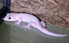 Lucy Tokay Geckos1.jpg